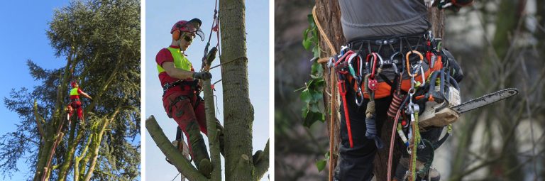 Leistungen Baumdienst Voge Vogel Baumdienst