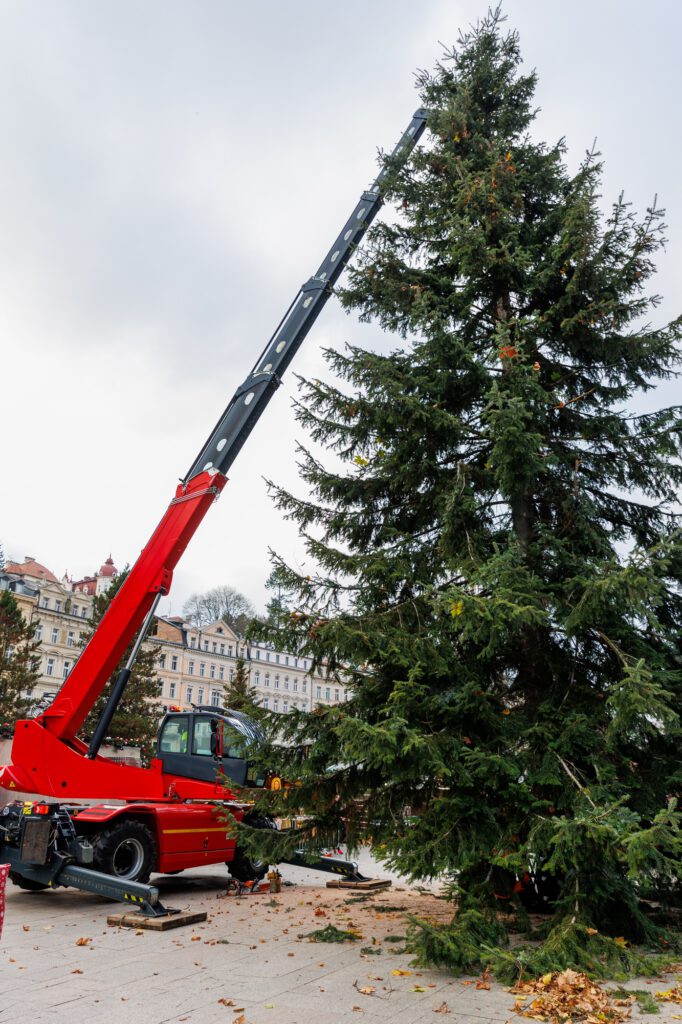 Red modern crane carefully lifting tall evergreen Christmas tree in European city square, preparing