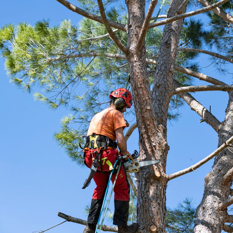 pruning a tree